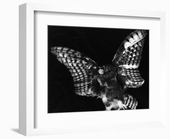 Owl, Hawaii, 1982-Brett Weston-Framed Photographic Print