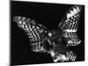 Owl, Hawaii, 1982-Brett Weston-Mounted Photographic Print