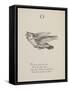 Owl Illustrations and Verses From Nonsense Alphabets Drawn and Written by Edward Lear.-Edward Lear-Framed Stretched Canvas