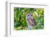 Owl in A Tree-WhitcombeRD-Framed Premium Photographic Print