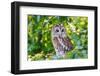Owl in A Tree-WhitcombeRD-Framed Photographic Print
