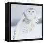 Owl in Flight I-PHBurchett-Framed Stretched Canvas