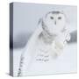 Owl in Flight I-PHBurchett-Stretched Canvas