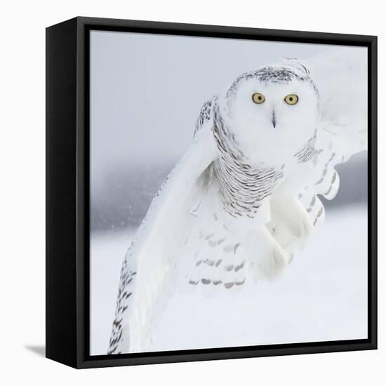 Owl in Flight I-PHBurchett-Framed Stretched Canvas