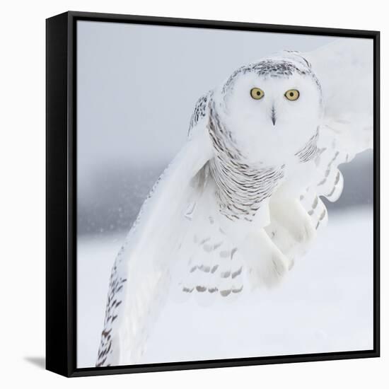 Owl in Flight I-PHBurchett-Framed Stretched Canvas