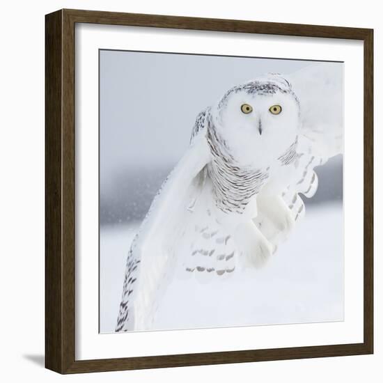 Owl in Flight I-PHBurchett-Framed Art Print