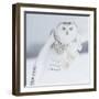 Owl in Flight I-PHBurchett-Framed Art Print