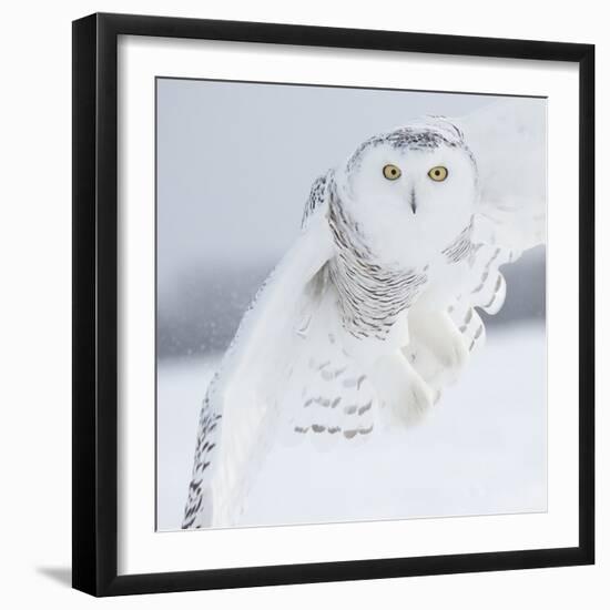 Owl in Flight I-PHBurchett-Framed Art Print