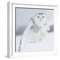 Owl in Flight I-PHBurchett-Framed Art Print