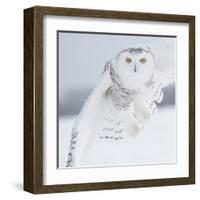 Owl in Flight I-PHBurchett-Framed Art Print
