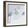 Owl in Flight I-PHBurchett-Framed Art Print