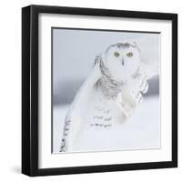 Owl in Flight I-PHBurchett-Framed Art Print