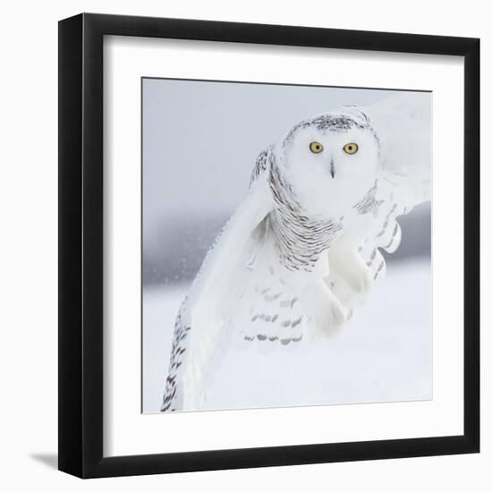 Owl in Flight I-PHBurchett-Framed Art Print