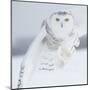 Owl in Flight I-PHBurchett-Mounted Art Print