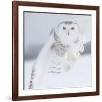 Owl in Flight I-PHBurchett-Framed Art Print