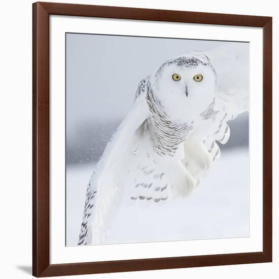 Owl in Flight I-PHBurchett-Framed Art Print