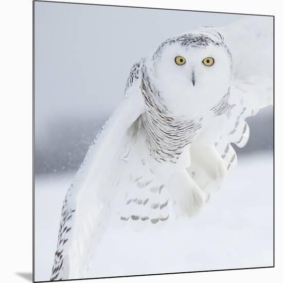 Owl in Flight I-PHBurchett-Mounted Art Print