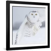 Owl in Flight I-PHBurchett-Framed Art Print