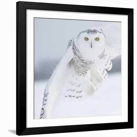 Owl in Flight I-PHBurchett-Framed Art Print