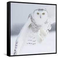 Owl in Flight I-PHBurchett-Framed Stretched Canvas