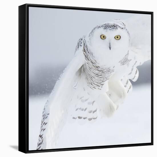 Owl in Flight I-PHBurchett-Framed Stretched Canvas