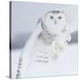 Owl in Flight I-PHBurchett-Stretched Canvas