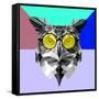 Owl in Yellow Glasses-Lisa Kroll-Framed Stretched Canvas