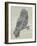 Owl King-Rachel Caldwell-Framed Art Print