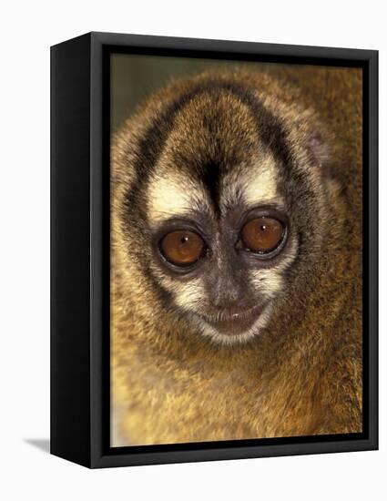 Owl Monkey, Panama-Art Wolfe-Framed Stretched Canvas