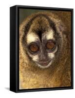 Owl Monkey, Panama-Art Wolfe-Framed Stretched Canvas