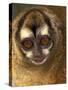 Owl Monkey, Panama-Art Wolfe-Stretched Canvas