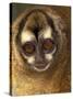 Owl Monkey, Panama-Art Wolfe-Stretched Canvas