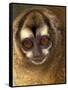 Owl Monkey, Panama-Art Wolfe-Framed Stretched Canvas