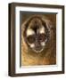 Owl Monkey, Panama-Art Wolfe-Framed Photographic Print