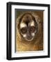 Owl Monkey, Panama-Art Wolfe-Framed Photographic Print