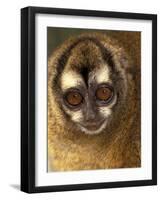 Owl Monkey, Panama-Art Wolfe-Framed Photographic Print
