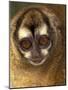 Owl Monkey, Panama-Art Wolfe-Mounted Photographic Print