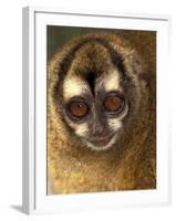 Owl Monkey, Panama-Art Wolfe-Framed Photographic Print