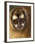 Owl Monkey, Panama-Art Wolfe-Framed Photographic Print