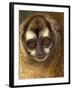 Owl Monkey, Panama-Art Wolfe-Framed Photographic Print