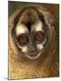 Owl Monkey, Panama-Art Wolfe-Mounted Photographic Print