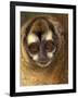 Owl Monkey, Panama-Art Wolfe-Framed Photographic Print