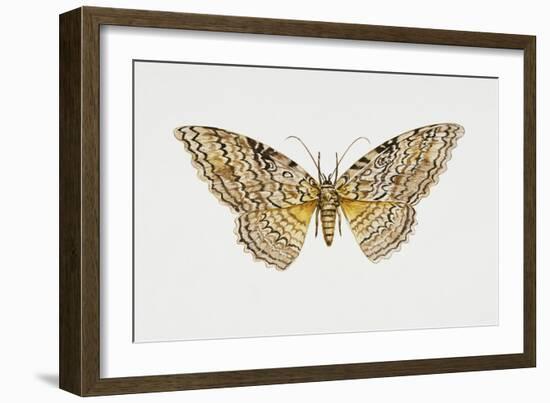 Owl Moth or White Witch (Thysania Agrippina), Noctuidae, Artwork by Tim Hayward-null-Framed Giclee Print