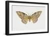 Owl Moth or White Witch (Thysania Agrippina), Noctuidae, Artwork by Tim Hayward-null-Framed Giclee Print