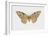 Owl Moth or White Witch (Thysania Agrippina), Noctuidae, Artwork by Tim Hayward-null-Framed Giclee Print
