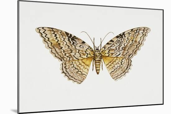 Owl Moth or White Witch (Thysania Agrippina), Noctuidae, Artwork by Tim Hayward-null-Mounted Giclee Print