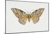 Owl Moth or White Witch (Thysania Agrippina), Noctuidae, Artwork by Tim Hayward-null-Mounted Giclee Print