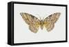 Owl Moth or White Witch (Thysania Agrippina), Noctuidae, Artwork by Tim Hayward-null-Framed Stretched Canvas