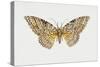 Owl Moth or White Witch (Thysania Agrippina), Noctuidae, Artwork by Tim Hayward-null-Stretched Canvas