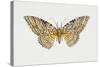 Owl Moth or White Witch (Thysania Agrippina), Noctuidae, Artwork by Tim Hayward-null-Stretched Canvas